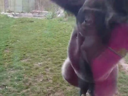 Omaha Gorilla Goes Ape Again