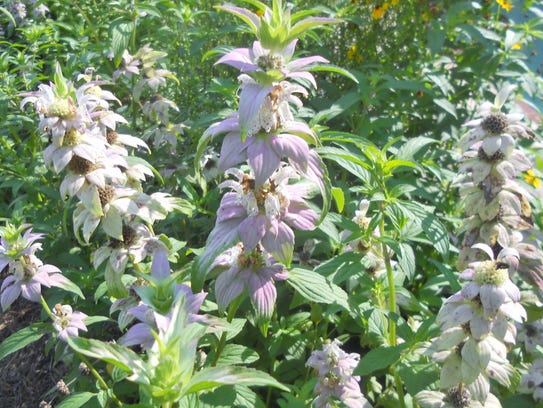 Also called bee balm, horsemint repels mosquitoes and
