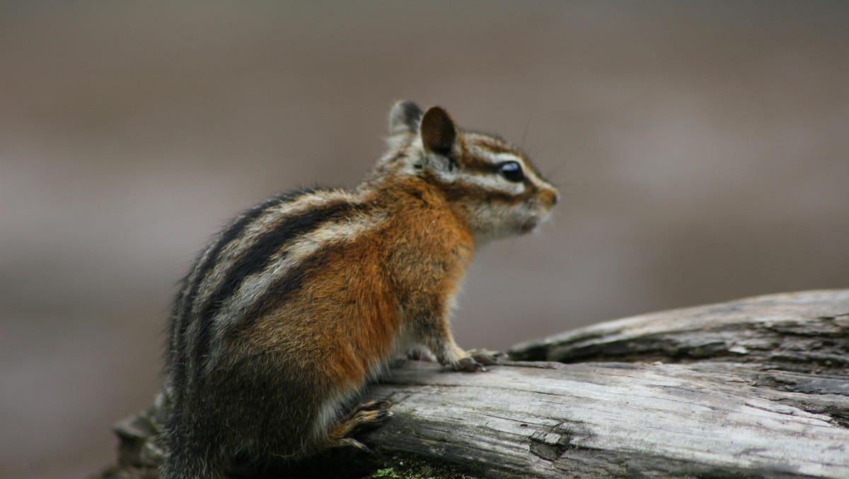 Lore How Chipmunk Got His Stripes