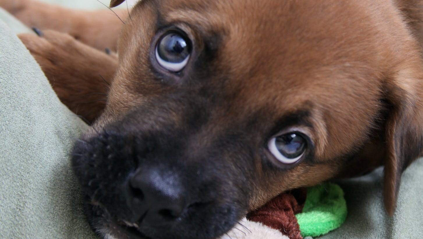 Dog food recalled after discovery of euthanasia drug