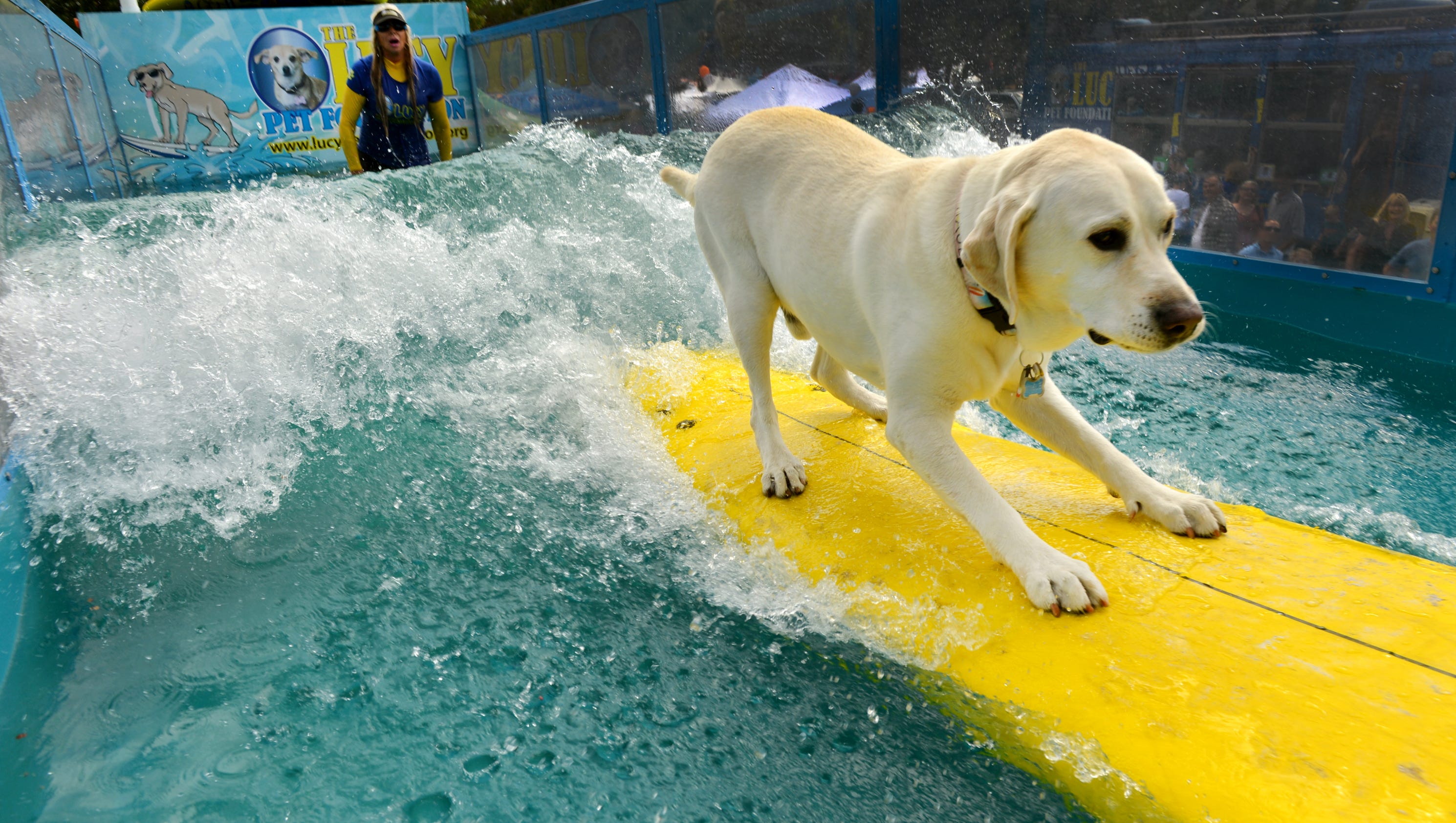 Surfing Dogs Compete For Spot On Rose Parade Float