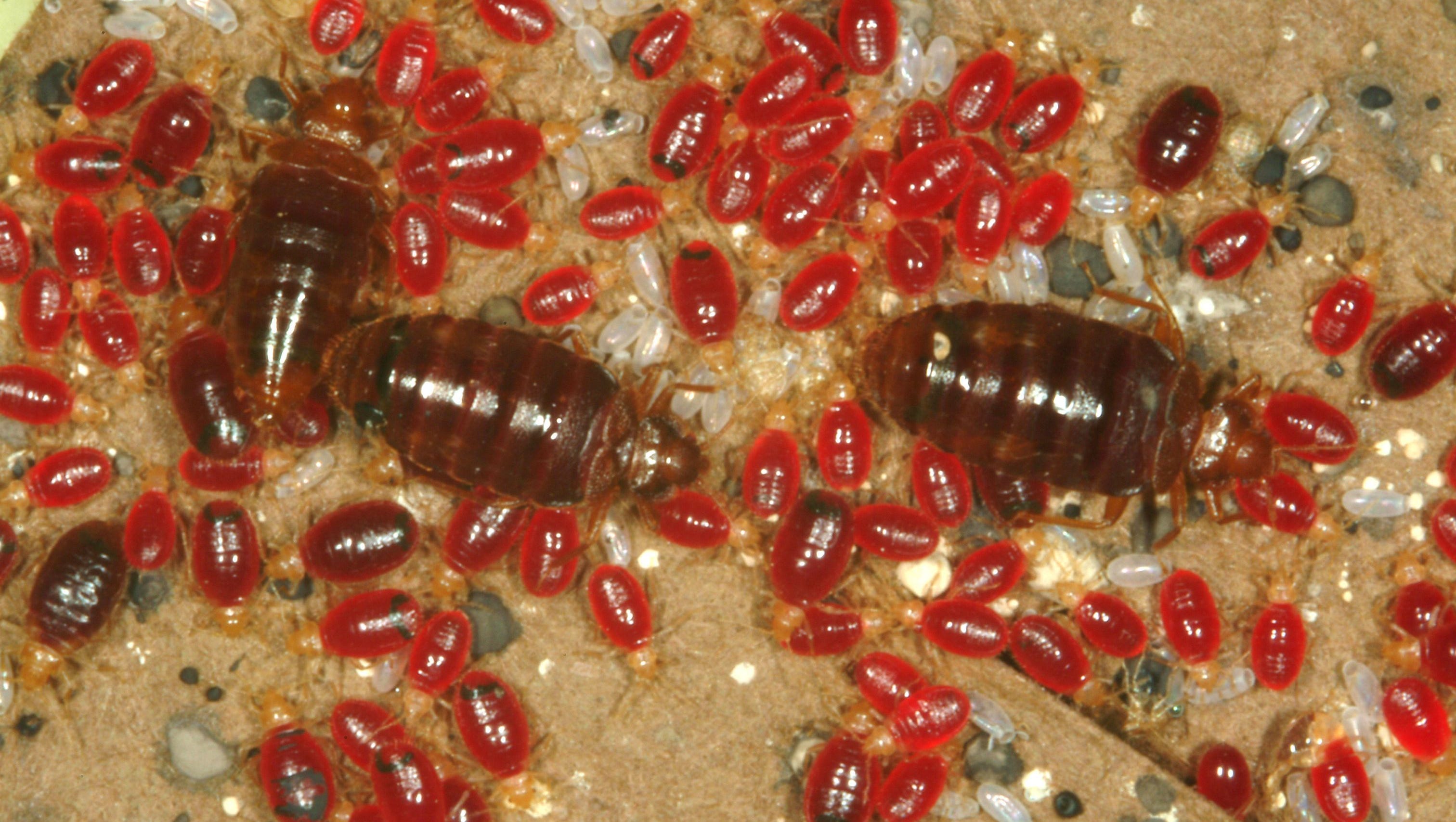 Bed Bugs Disappeared For 40 Years Now Theyre Back Heres What To Know 