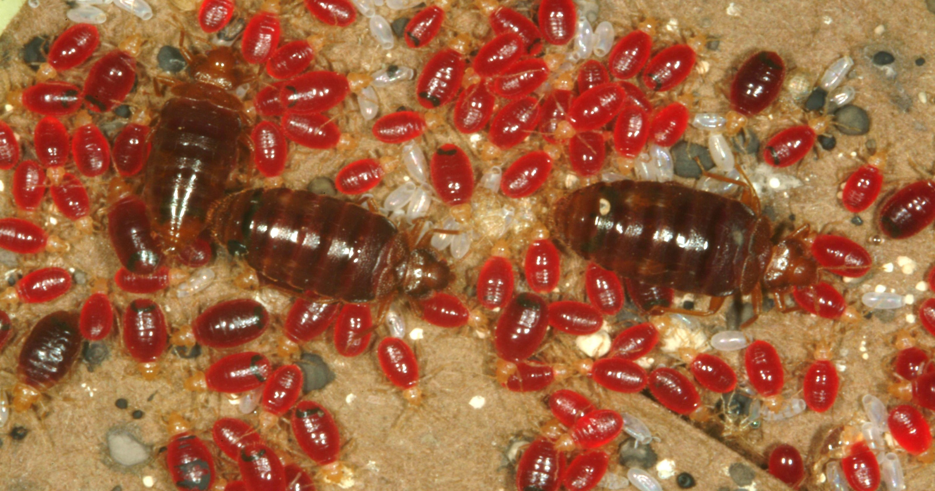 Rankings Of Worst Cities For Bedbugs Have Bad News For Mid Atlantic