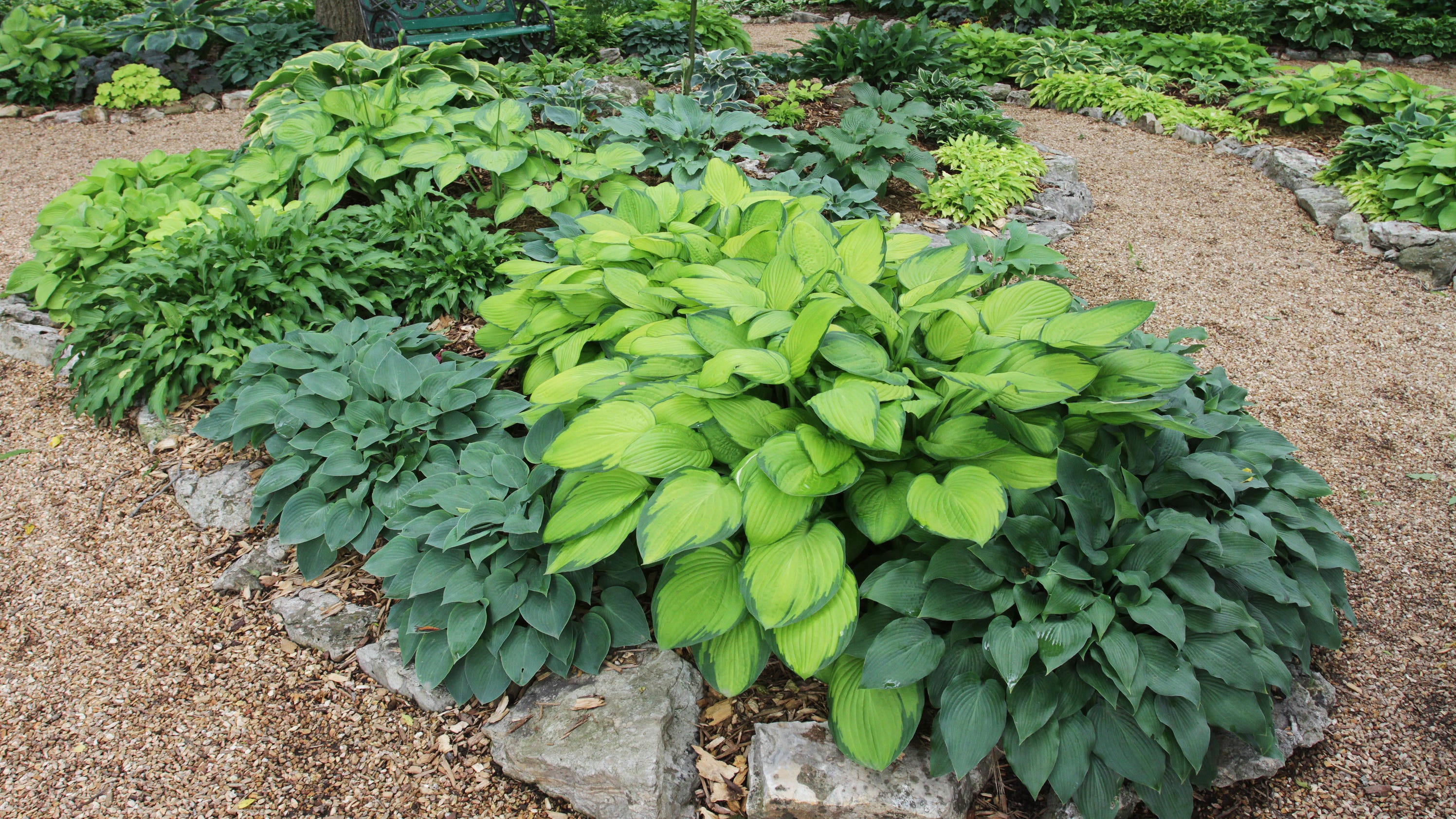 Shadeloving hostas among best plants for beginners