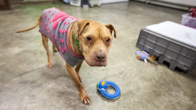Katniss, an emaciated and neglected pitbull mix, recovers at the Muncie Animal Shelter after being rescued from an abandoned home. Katniss was rescued with another dog that had died of malnutrition and exposure.