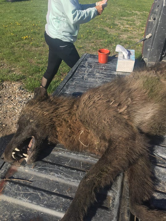 Wolf-like creature in Montana