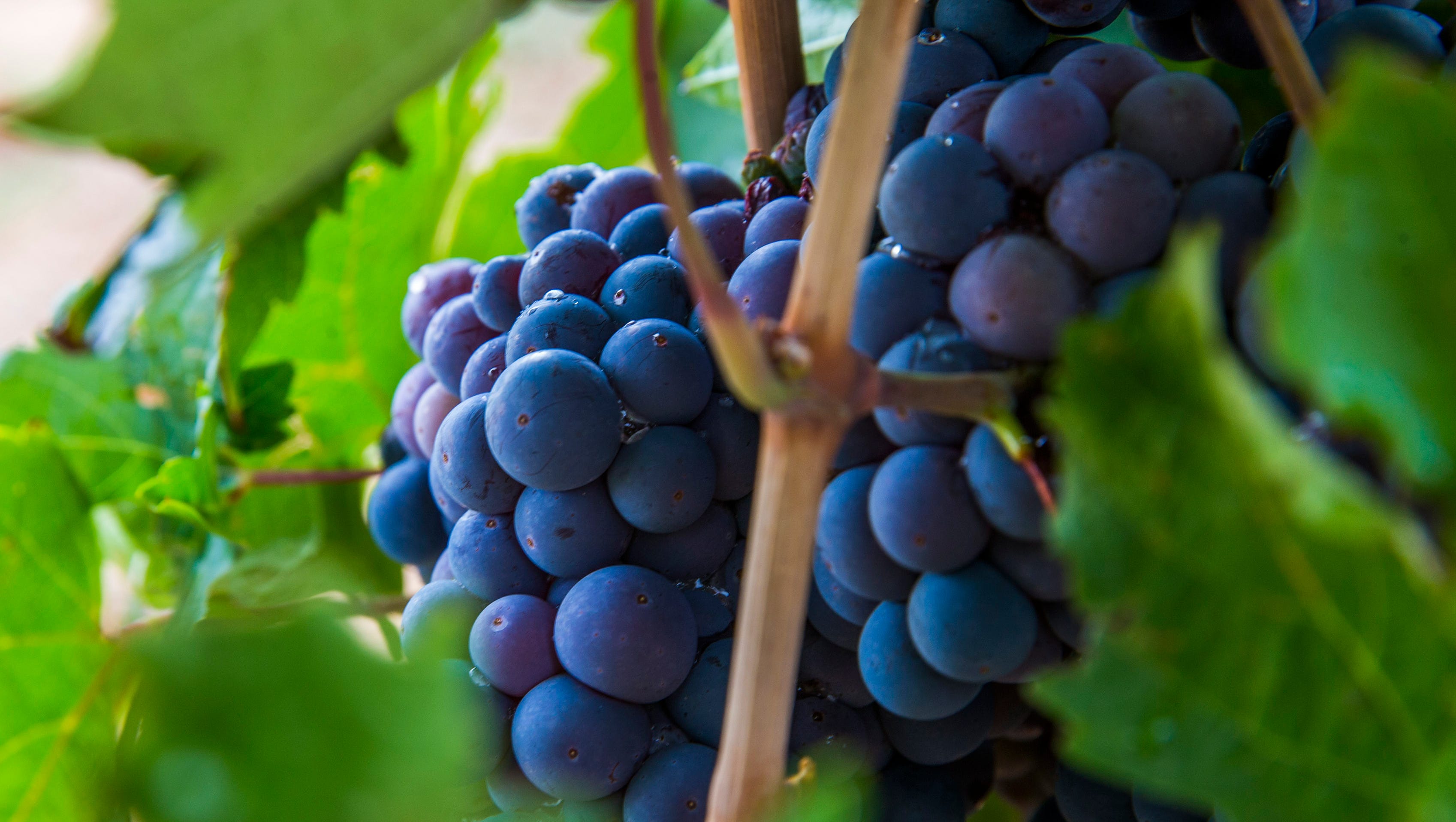 Want to be an Arizona wine expert? Here are 10 grape varietals to know