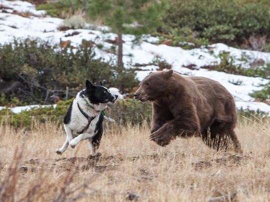 Bear Dogs Play A Critical Role In Ndow Bear Program