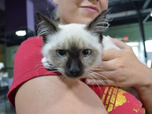 First cat  cafe  in town opens Aug 26