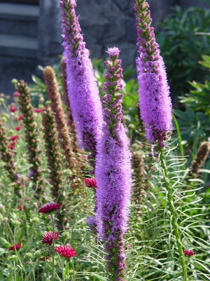 Some of our most stunning garden perennials like Liatris were derived from prairie plant communities all across America.