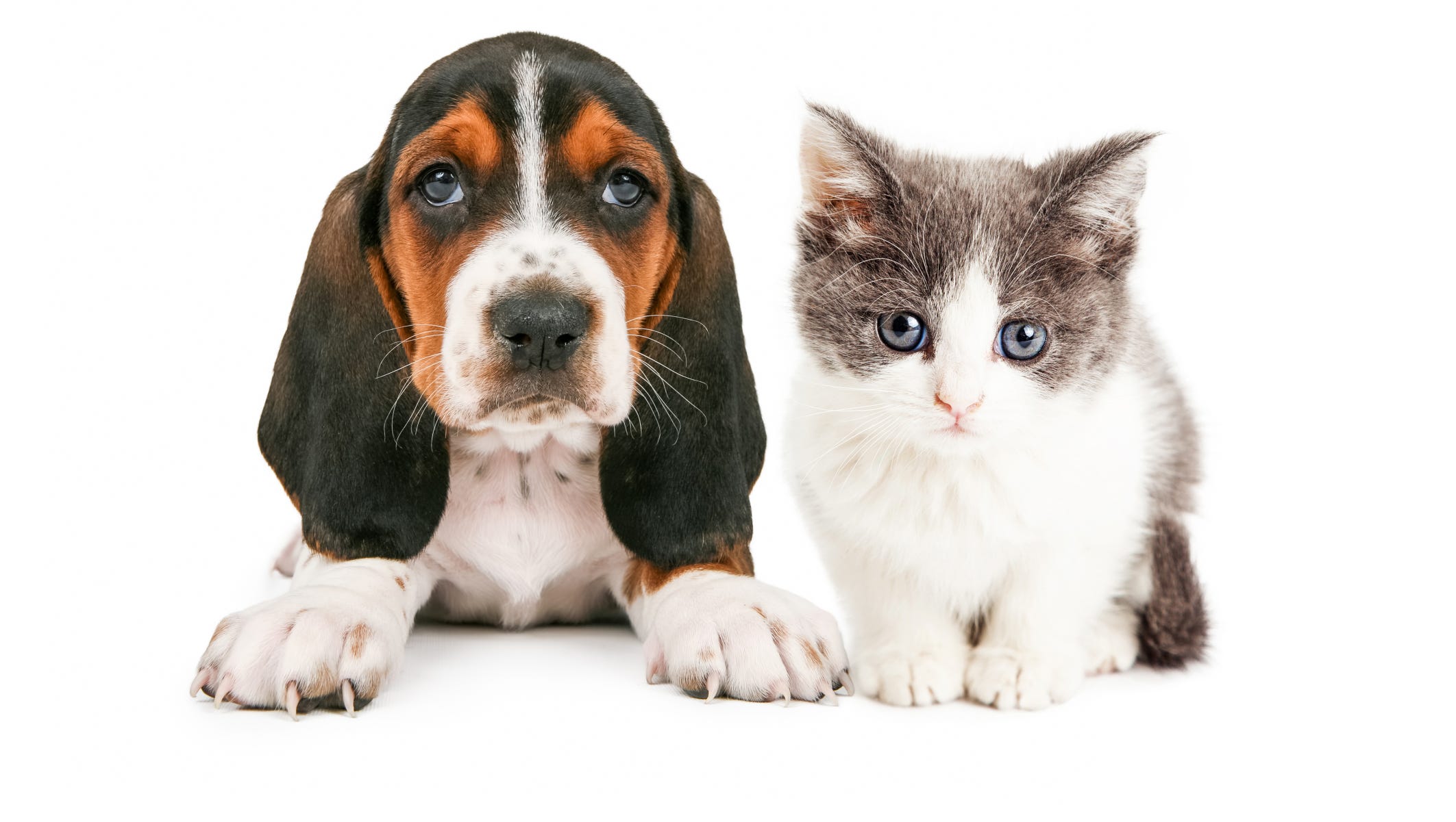 More NYers own dogs than cats More NYers own dogs than cats