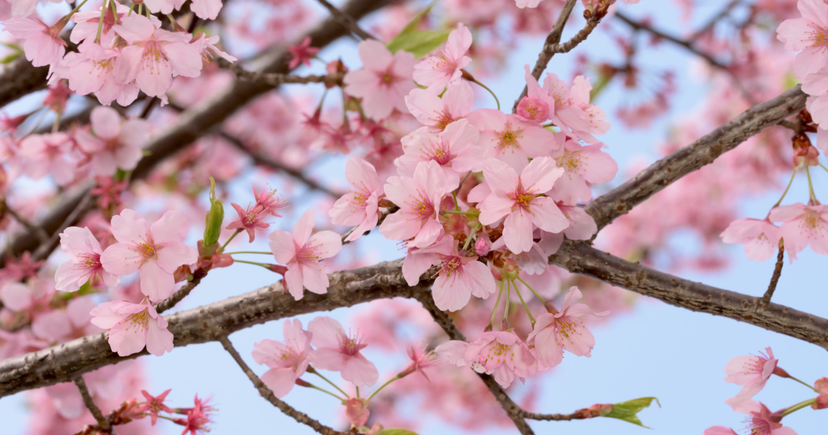 The flowering plum is not your ornamental cherry