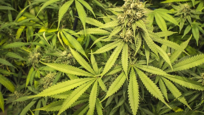 The Lansing City Council's Committee on Public Safety is still working on a proposed marijuana ordinance. There could be 60 or more medical marijuana dispensaries in the city.