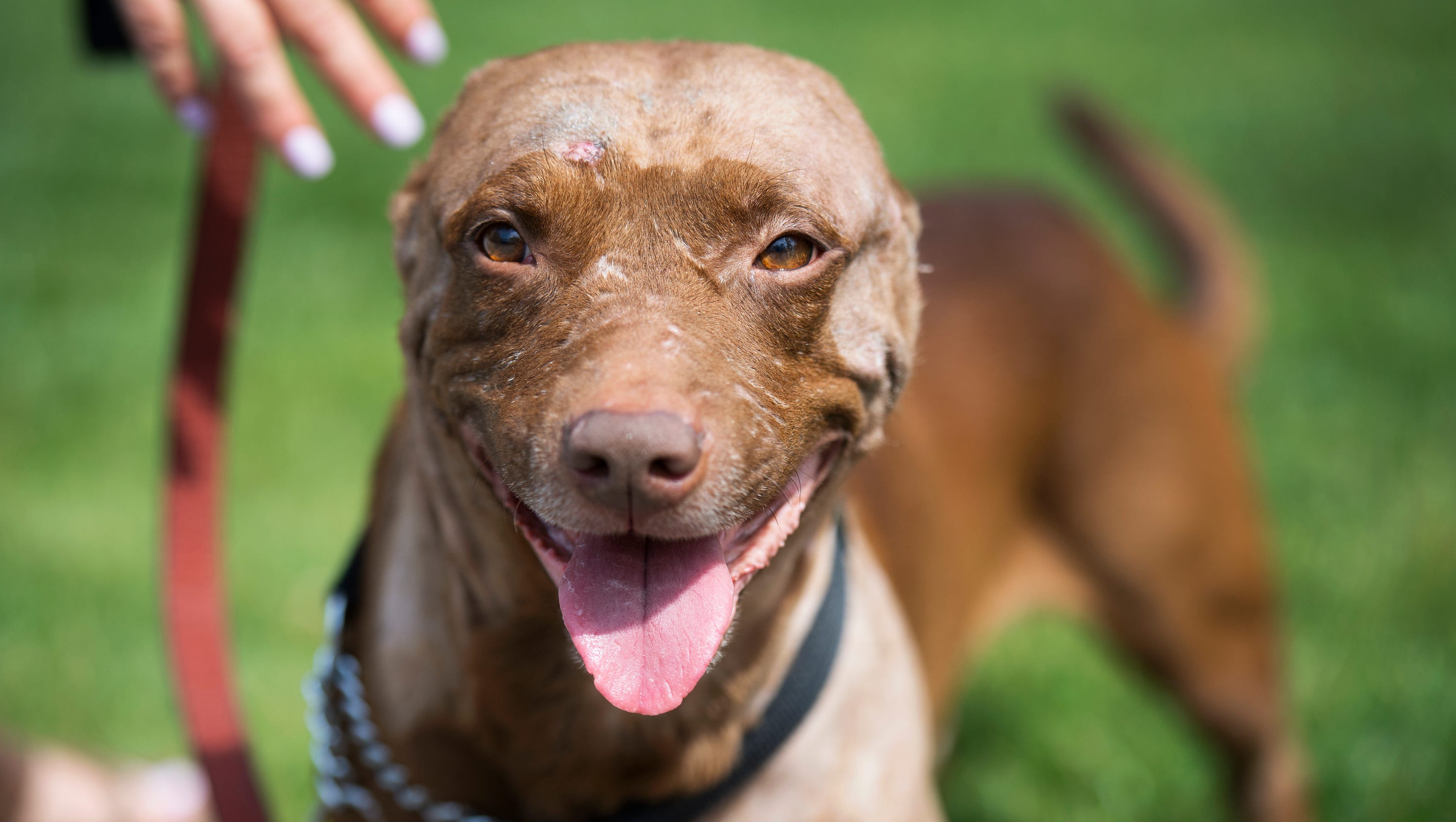 Greenville dog who lost ears in attack looking for home