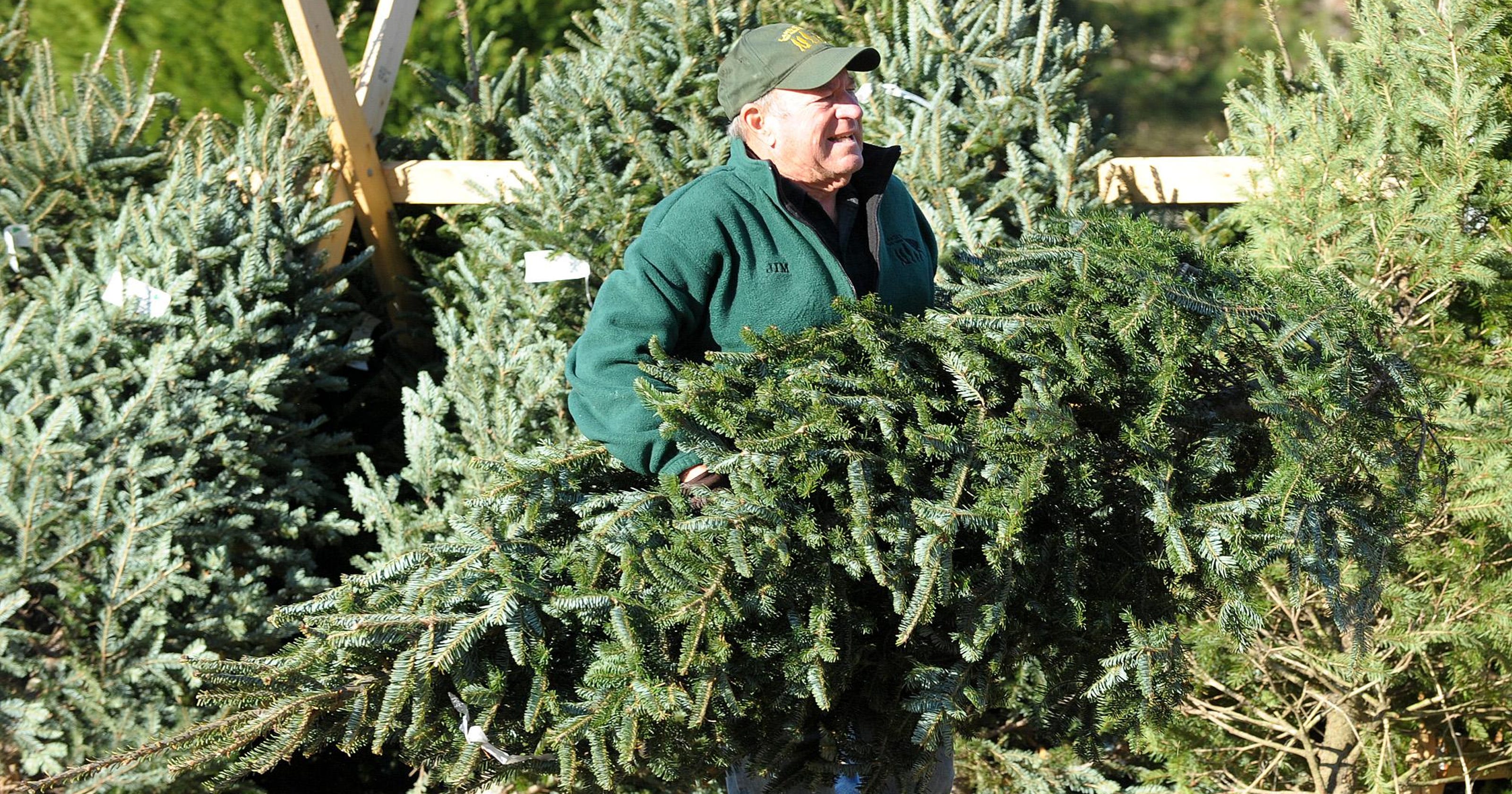 here-s-where-to-cut-your-own-christmas-tree-near-colorado-springs
