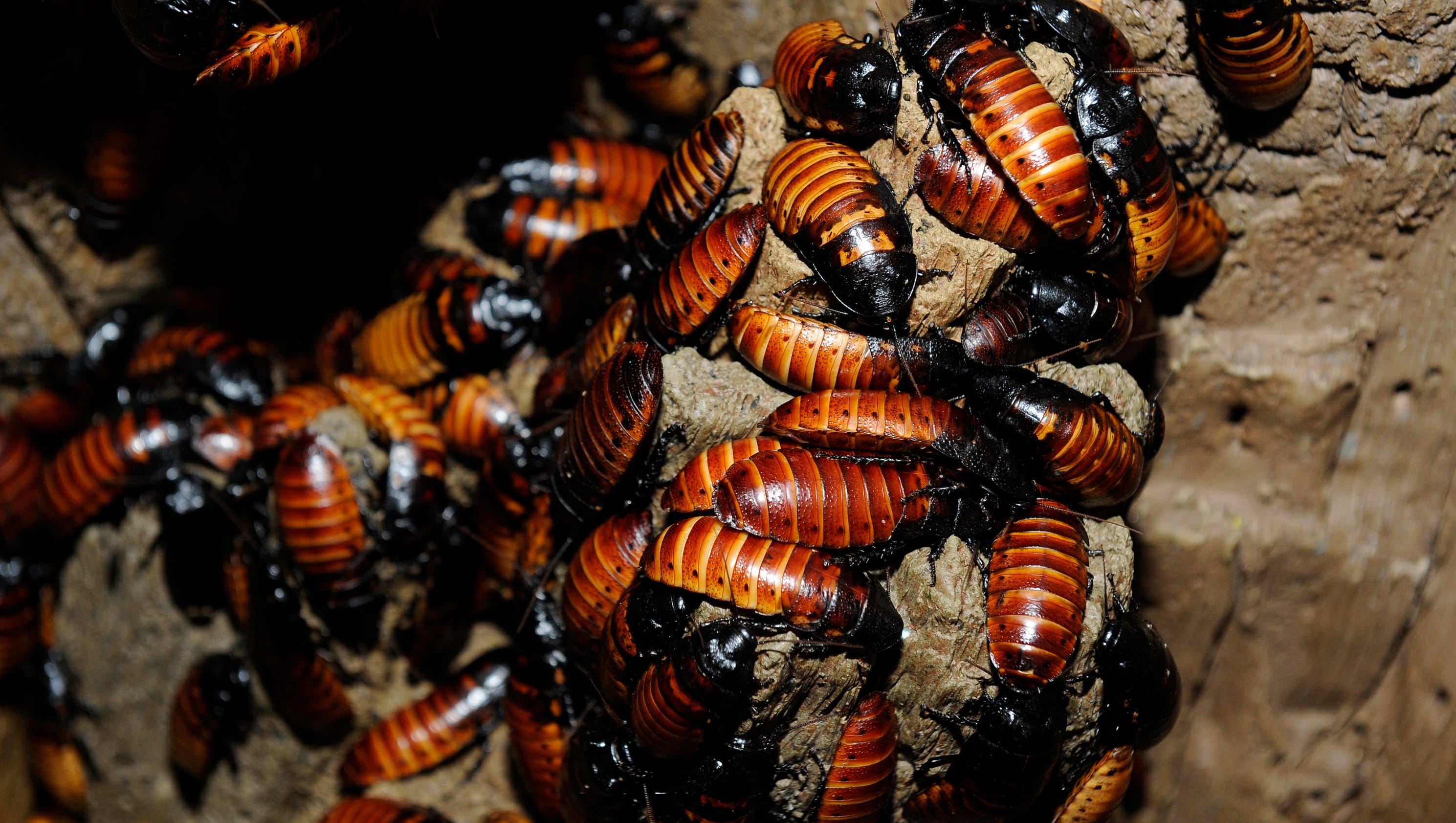 Valentine's Day: Name a roach to show your love