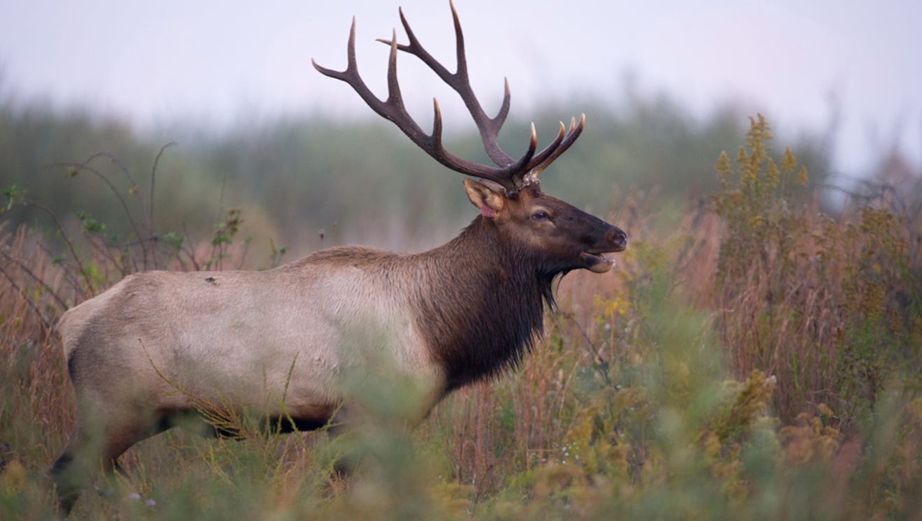 elk pictures to draw