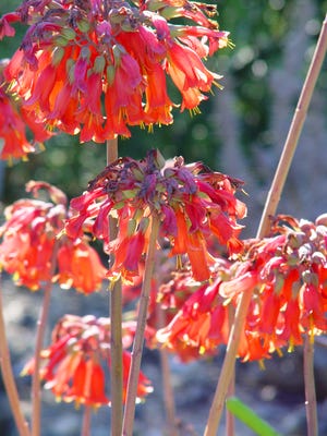 Outdoors the "mother of millions" blooms bright coral on fine upright stems.