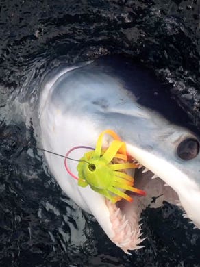 A mako shark captured and released on a sportfishing boat in 2015.