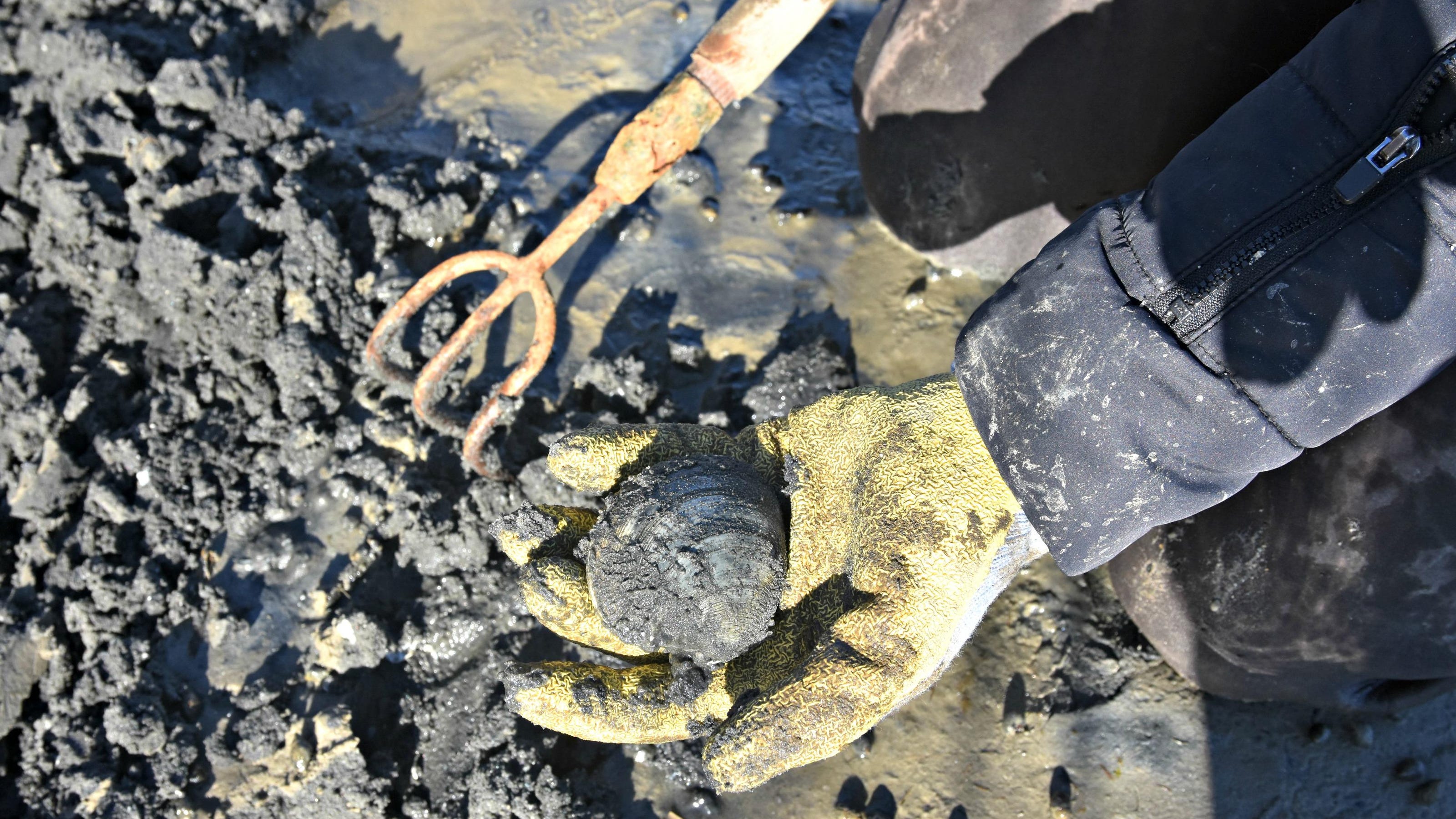 Can You Dig It A Guide To Shellfishing In Ri Can You Dig It A Guide To Shellfishing In Ri