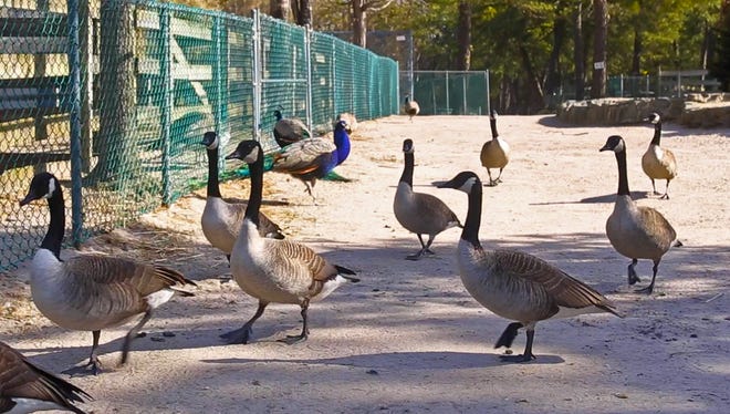Canada geese, who are not residents of the Popcorn Park Zoo, stopped by to look for free food on March 18, 2015 in Lacey Township, NJ.  Peter Ackerman/Staff Photographer