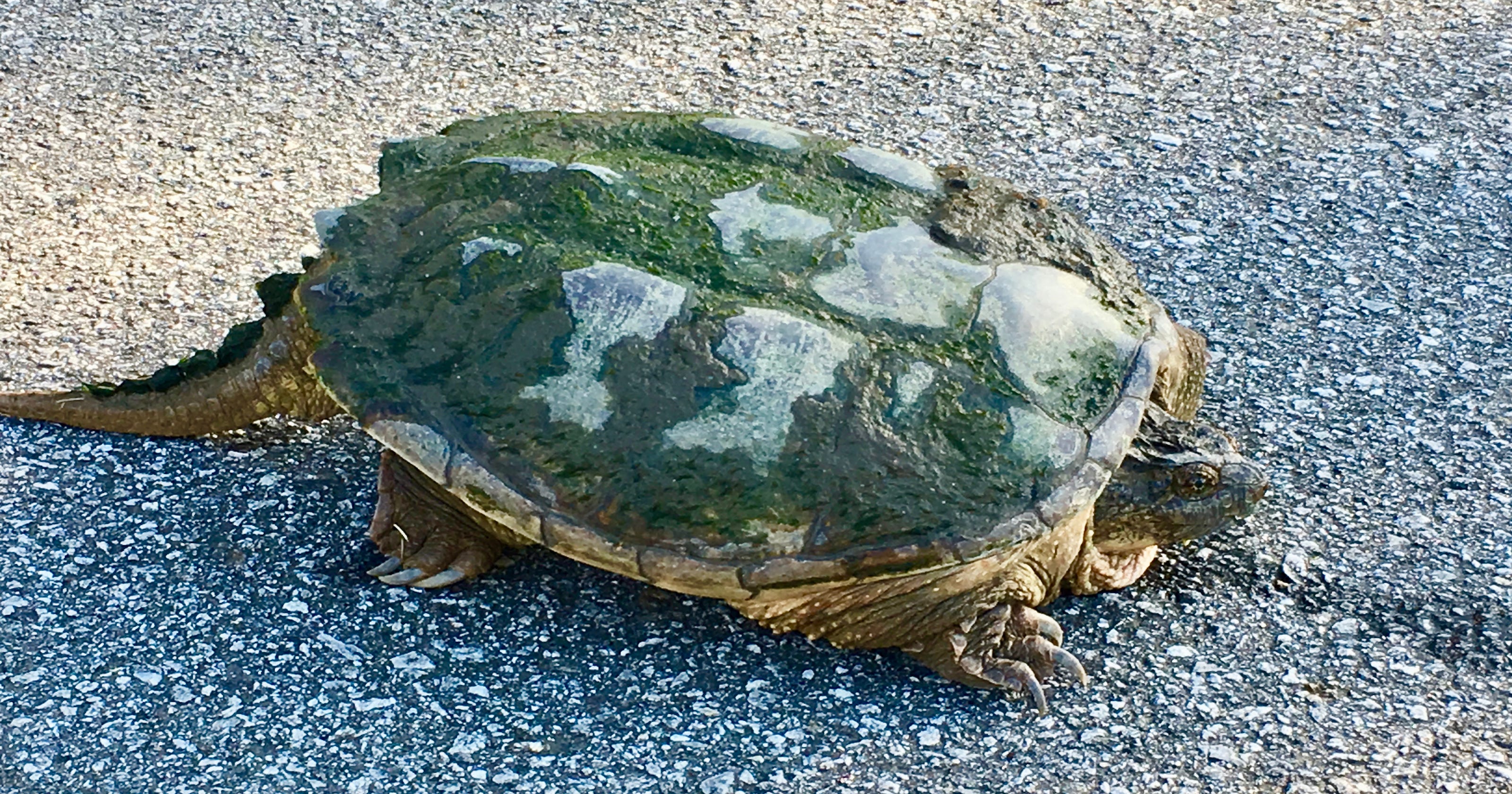 Answer Man Turtles Acting Weird Should I Help Them Cross The Road