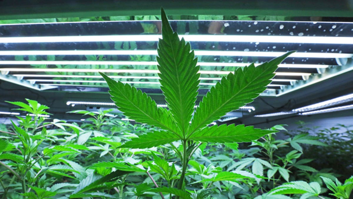 Michigan Marijuana License Applications Available Online