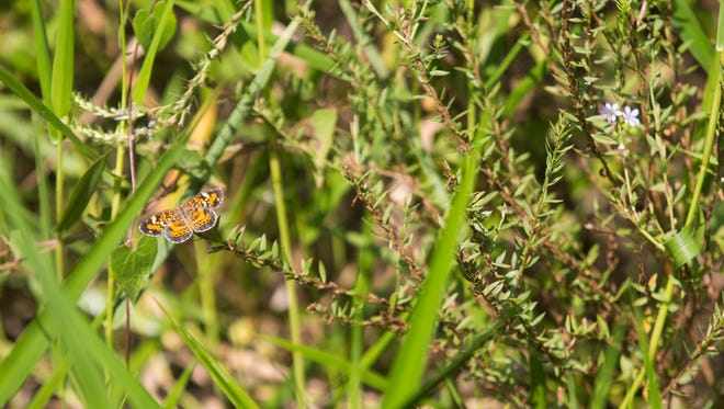 A pearl crescent butterfly is seen during a guided walk on the Audubon Corkscrew Swamp Sanctuary's boardwalk. Volunteers as part of the 20th annual North American Butterfly Association Summer Count teamed up Thursday, July 26, 2018, to record all the butterflies seen during the walk. However, the effects of Hurricane Irma meant lower butterfly counts than in years past, because the heavy rains washed away many butterfly eggs.