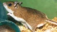The deer mouse is a carrier and its droppings and urine present a danger.