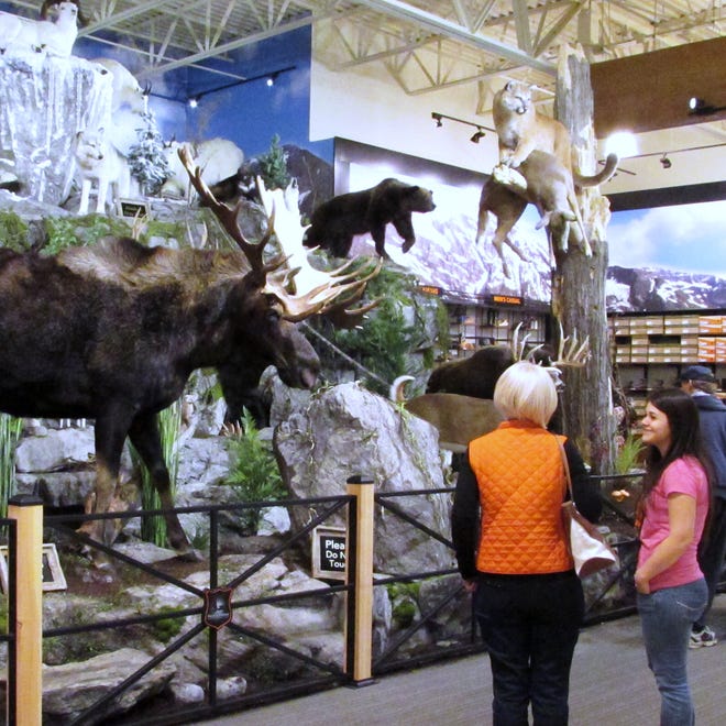 
A display of mounted game animals is a popular attraction at the new Field & Stream outdoor superstore in Big Flats, which had a soft opening Monday. 
