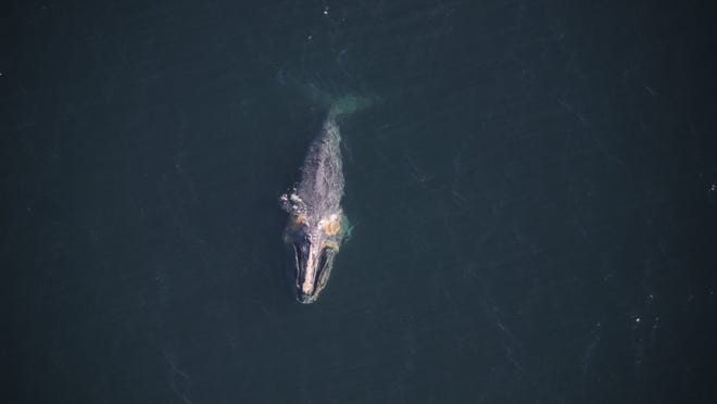 The North Atlantic right whale known as Dragon, a 19-year-old female, is seen off Nantucket in February with a buoy stuck in her jaw.