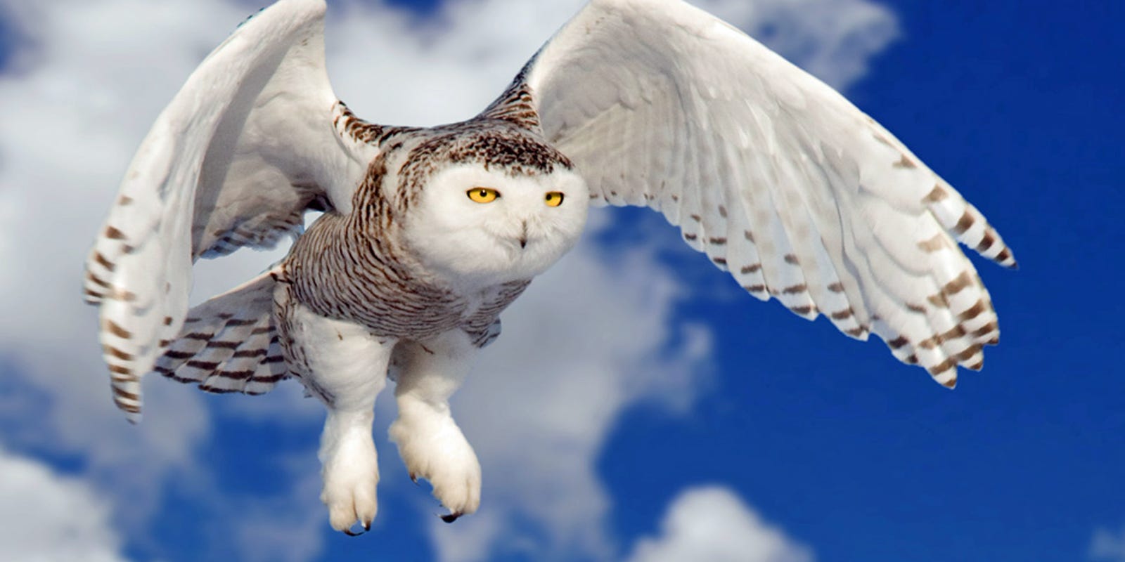 Snowy Owls Spotted In Higher Numbers In Iowa This Year