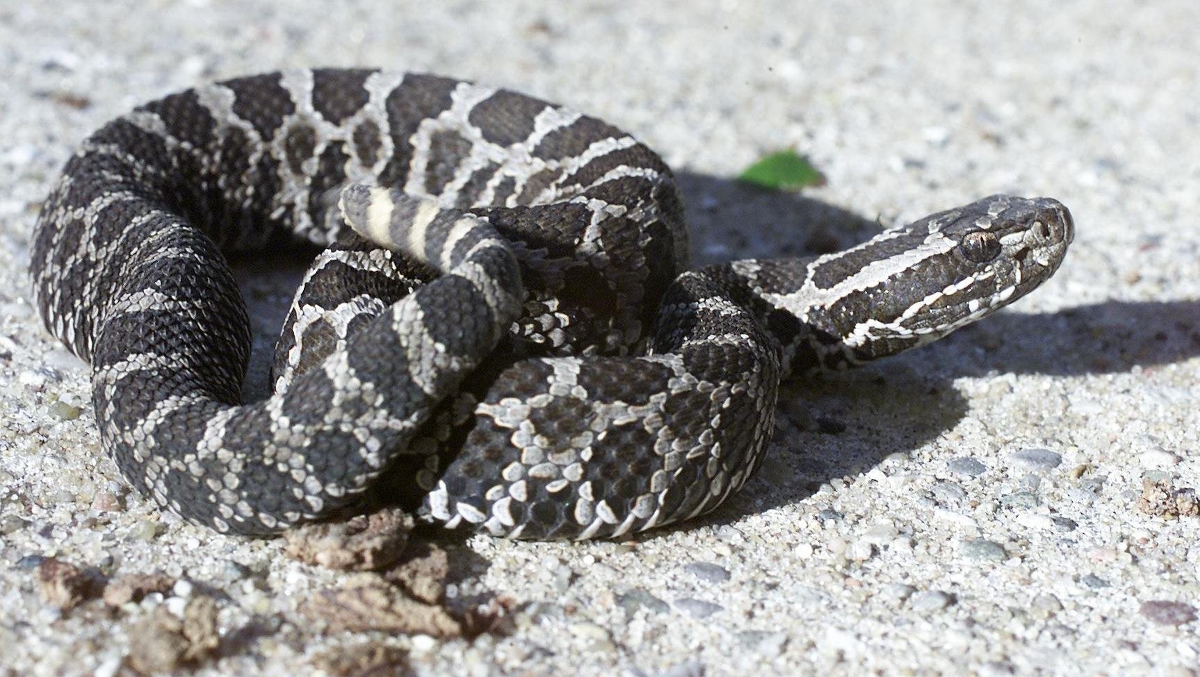 Does Michigan Have Rattlesnakes?