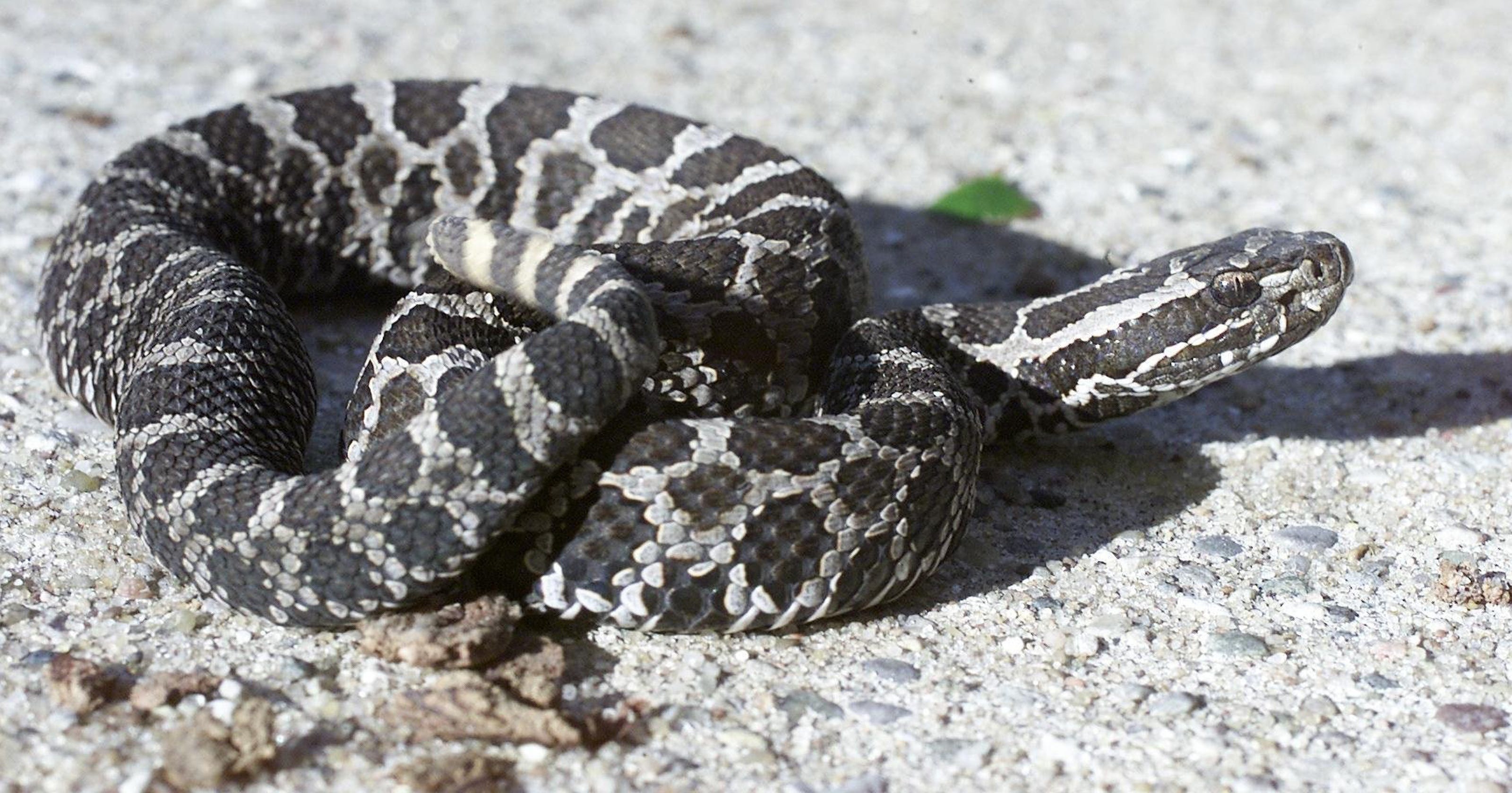 Michigan's only venomous snake now federally protected