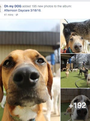 A screen shot of Oh my Dog's Facebook page.