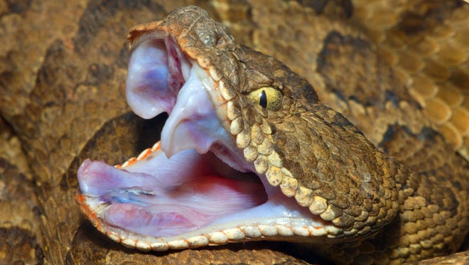A beheaded rattlesnake bit a Corpus Christi, Texas, man, releasing an extreme amount of venom into his body.