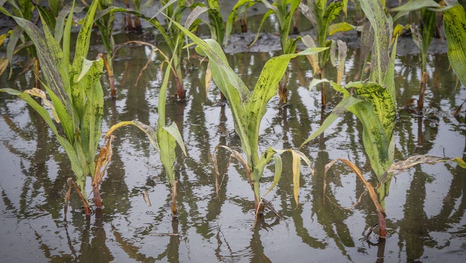 Corn plants are surrounded by flood water on June 25, 2018, in Bondurant.