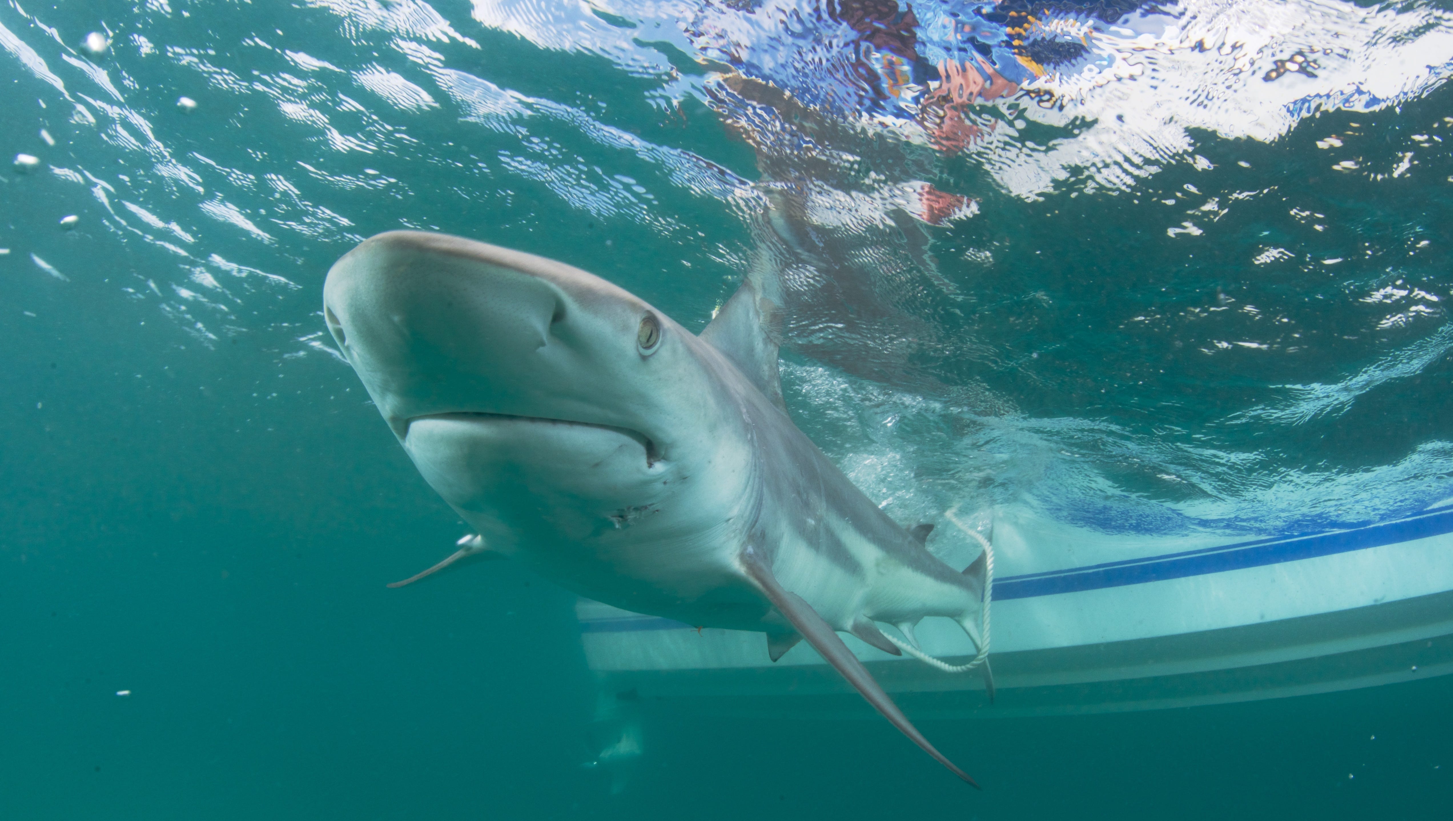 Shark Talk Fwc To Discuss Shark Related Fears Misconceptions Shark Talk Fwc To Discuss Shark Related Fears Misconceptions