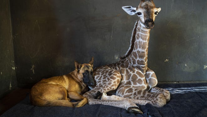 FILE - In this Friday Nov 22, 2019 file photo, Hunter, a young Belgian Malinois, keeps an eye on Jazz, a nine-day-old giraffe at the Rhino orphanage in the Limpopo province of South Africa. Jazz, who was brought in after being abandoned by her mother at birth, died of brain hemorrhaging and hyphema it was announced Friday, Dec. 6, 2019. (AP Photo/Jerome Delay)