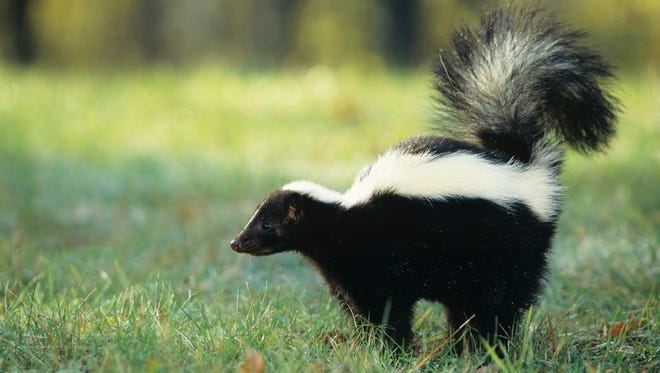 Striped skunk (Mephitis mephitis) spraying, USA