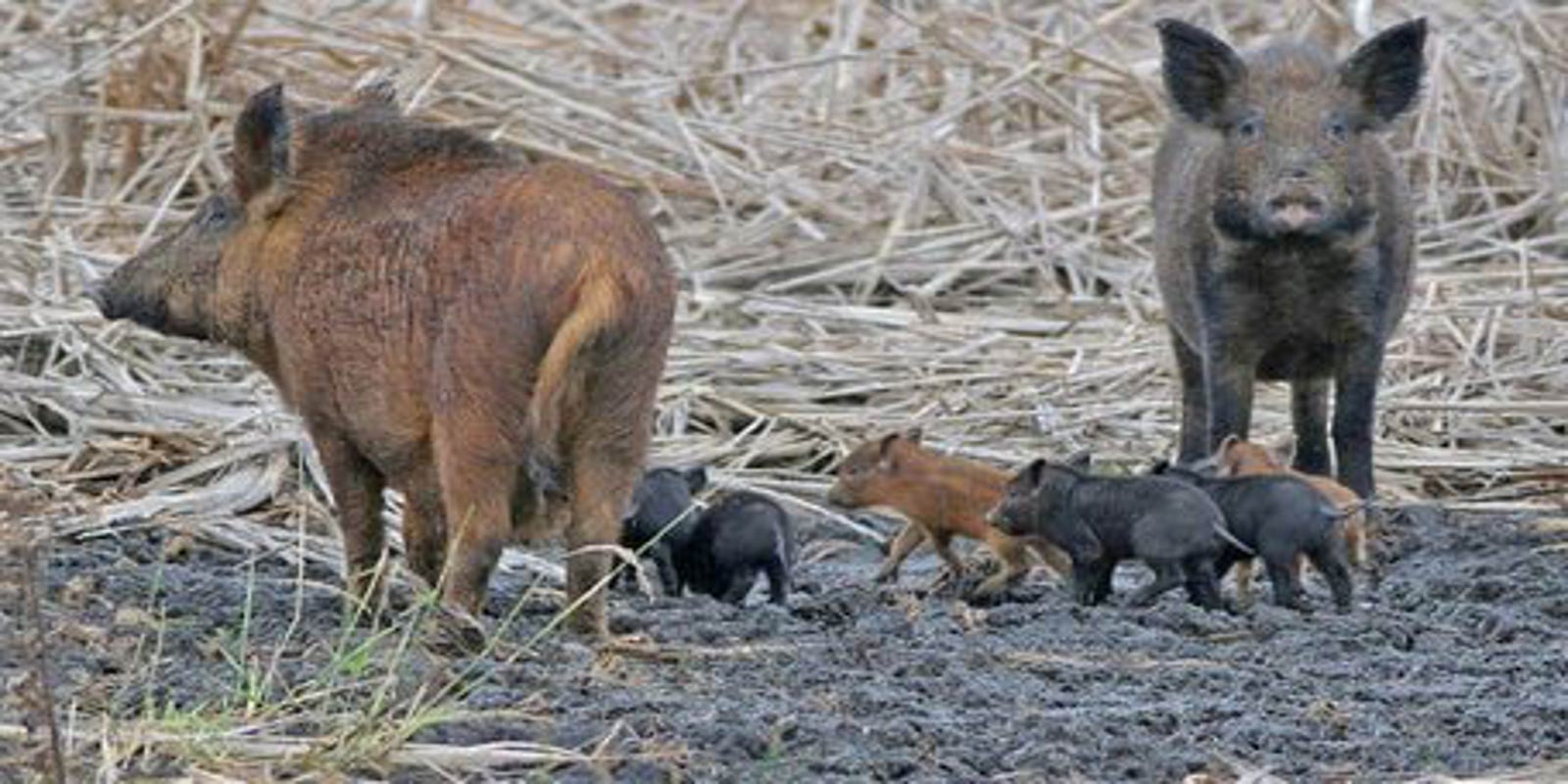 Texas agriculture commissioner approves poison for feral hogs