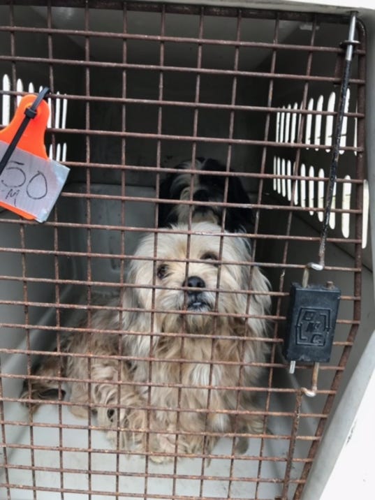 17 Shih Tzu and rat terrier mixes saved in Indiana animal hoarding case