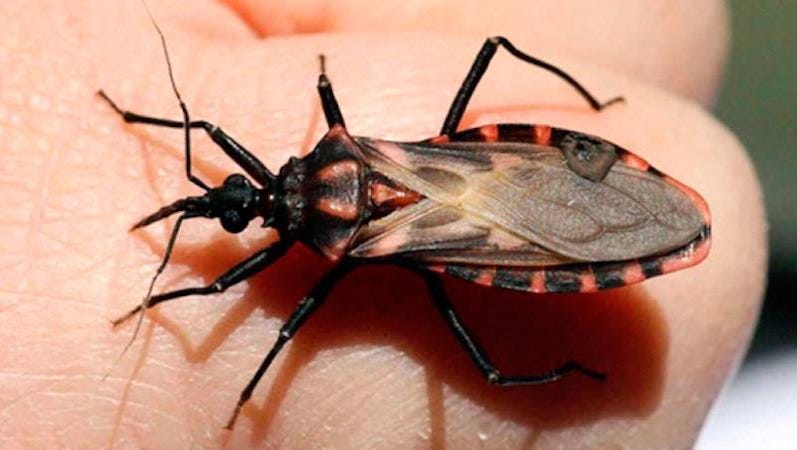 Beware of these five common bugs In Texas: What you need to know Beware of these five common bugs In Texas: What you need to know