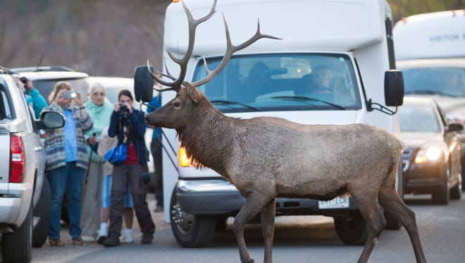 An elk crosses the road in Moraine Park in Rocky Mountain National Park Thursday, September 17, 2015.