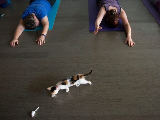 A kitten explores the room during a Pilates class.