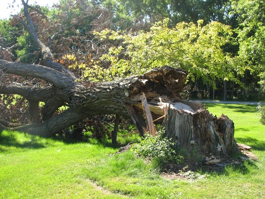 3 Reasons Why Trees Fall During Storms