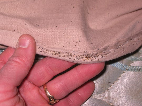 Bed Bugs Disappeared For 40 Years Now Theyre Back Heres What To Know 
