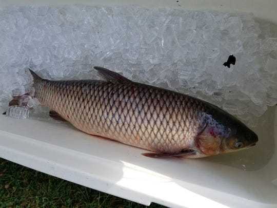 Fish And Wildlife Crews Search For Grass Carp In Sandusky River