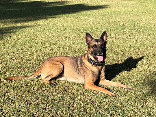 Phoenix Police K 9 Dog Killed Suspect In Custody After Pursuit