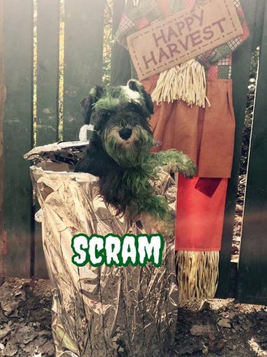 Luke as Oscar the Grouch.